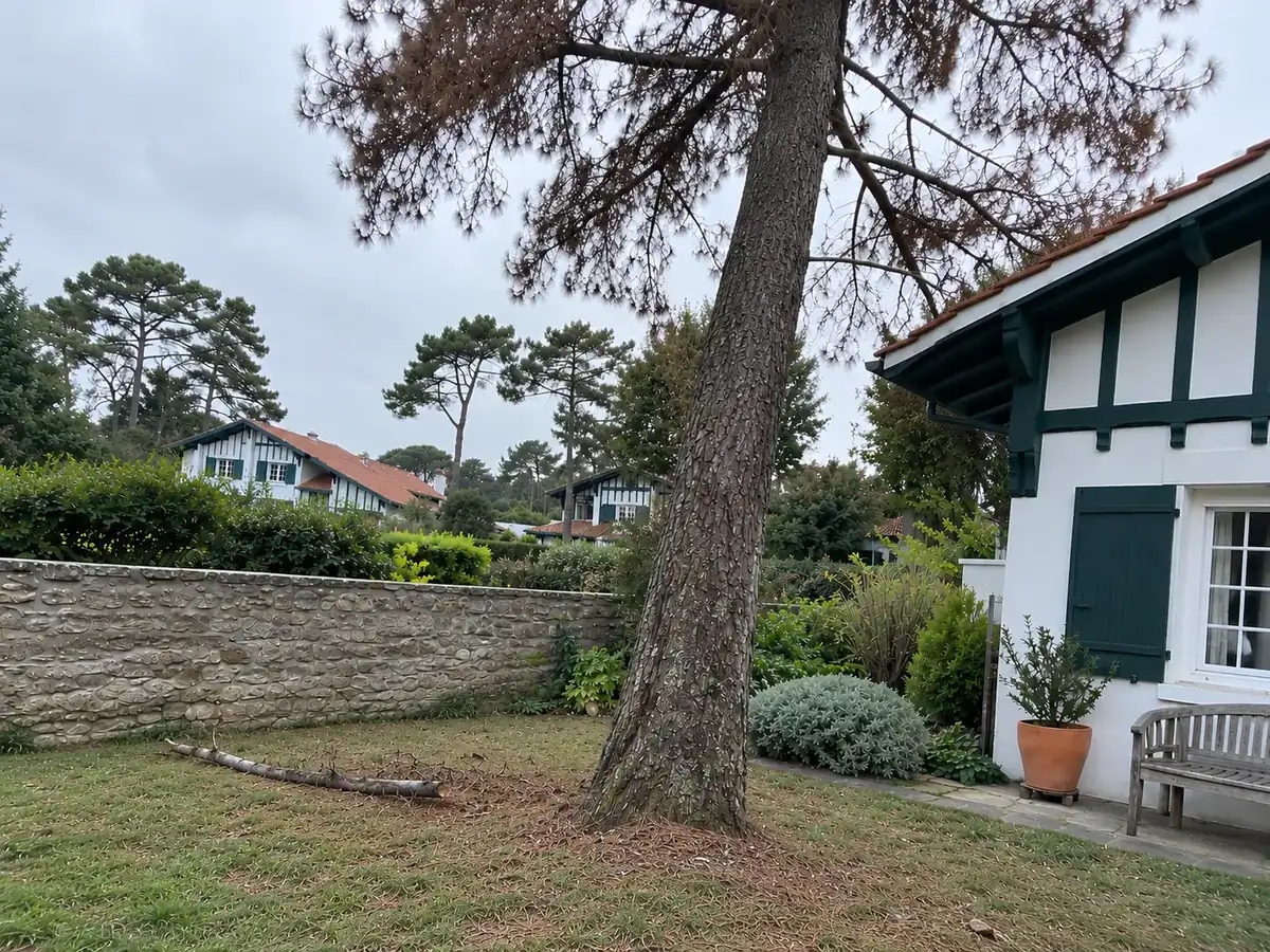Arbre mort penché près d'une maison, avant abattage