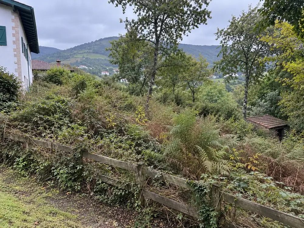 Terrain envahi de ronces, avant débroussaillage