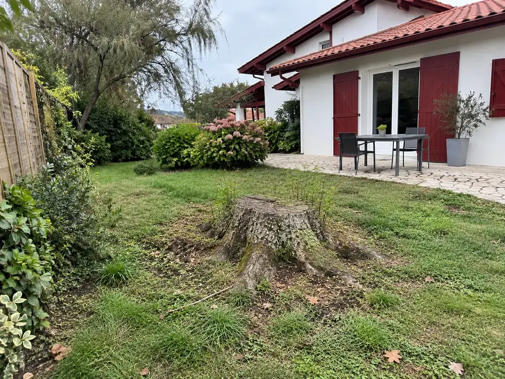 Grosse souche dans une pelouse, avant dessouchage