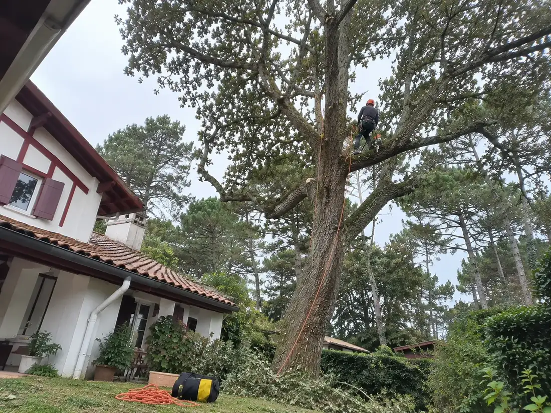 Élagueur en grimpe dans un chêne, près d'une maison